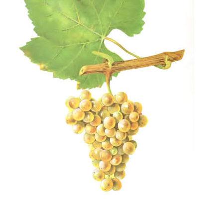 Chardonnay Wein online beim Weinversand Vinatis kaufen.